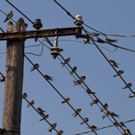 adulto, Peschiera del Garda (VR), 12.08.2007