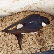 adulto al nido, maggio