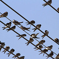 <i>roost</i> di adulti e giovani, agosto