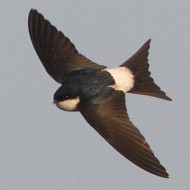 adulto, Mestre (VE), 16.03.2010