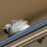 balestruccio che fa il 'bagno di sole' (a sn) con rondine, Tessera (VE), 19.08.2012