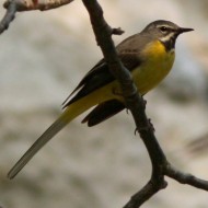 maschio in abito riproduttivo, Quesro (BL), 9.05.2009