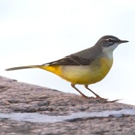 adulto in abito non riproduttivo, Lido Campanello (VR), 17.11.2012