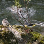 femmina in abito riproduttivo e giovane, Quesro (BL), 9.05.2009