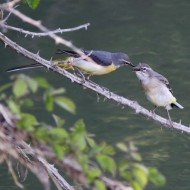 femmina in abito riproduttivo e giovane, Quesro (BL), 9.05.2009