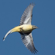 femmina in abito riproduttivo, marzo