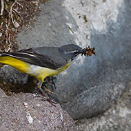 maschio in abito riproduttivo, Borghetto sul Mincio (VR), 13.04.2016