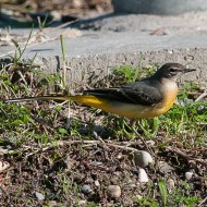 adulto in abito non riproduttivo, novembre