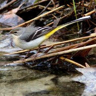 2cy (1� inverno), Brussa di Caorle (VE), 2.01.2016