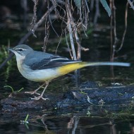 2cy? (1�inverno?) o adulto in abito non riproduttivo?, gennaio