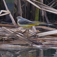 1cy (1� inverno), Quinto di Treviso 20.12.2014