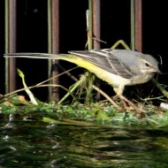 giovane(?), Treviso, 4.08.2007