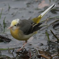 ballerina gialla inanellata con leucismo parziale, Jesolo (VE), 19.12.2009