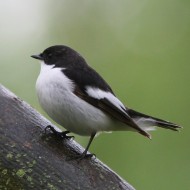 maschio, Favaro Veneto (VE), 22.04.2008
