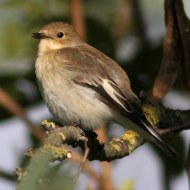adulto, Ponte d'Altino (VE), 9.10.2010