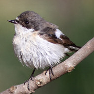 maschio, Porto Tolle (RO), 6.04.2013 dida