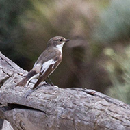 maschio 2cy?, aprile