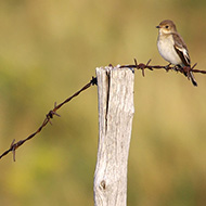 balia nera (a ds) con sterpazzola, Lessinia (VR), 17.08.2012