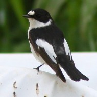 maschio possibile ibrido balia nera con balia dal collare, aprile