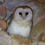 adulto, Brussa di Caorle (VE), 23.10.2018