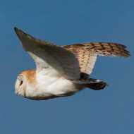 adulto, Brussa di Caorle (VE), 4.02.2018