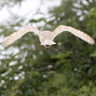 adulto, Valle Pierimpi� (VE), 25.06.2010