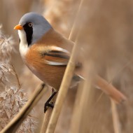 maschio, Lido Campanello (VR), 1.01.2012
