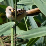 giovane maschio, agosto