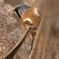 maschio, Lido Campanello (VR), 1.01.2012