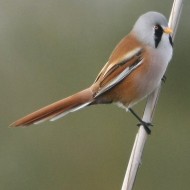 maschio, Valle Vecchia (VE), 13.10.2007