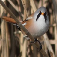 mascio, Valle Vecchia (VE), 19.03.2013
