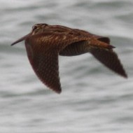 Sottomarina (VE), 23.03.2013