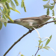 adulto, Cave del Praello (VE), 9.05.2017