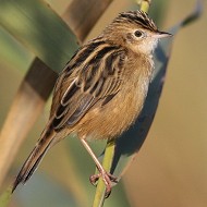 adulto, Mestre (VE), 5.11.2008