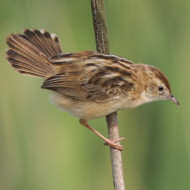 adulto, Mestre (VE), 8.08.2008