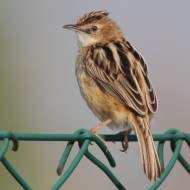adulto, Mestre (VE), 7.05.2008