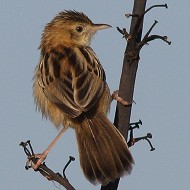 adulto, Mestre (VE), 8.09.2015