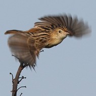 adulto, Mestre (VE), 8.09.2015