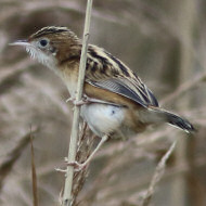 adulto, Lio Piccolo (VE), 20.12.2014