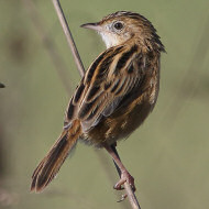 adulto, Campalto (VE), 8.11.2017