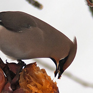 2cy (1� inverno), Recoaro (VI), 31.01.2009