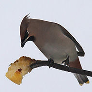 2cy (1� inverno), Recoaro (VI), 31.01.2009