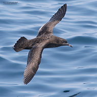 individuo, Chioggia (VE), 19.07.2017