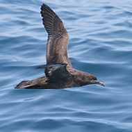 individuo, Chioggia (VE), 19.07.2017