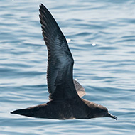 individuo, Chioggia (VE), 19.07.2017