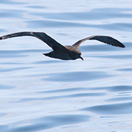 individuo, Chioggia (VE), 19.07.2017