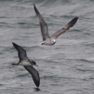 individuo con gabbiano reale, Sottomarina (VE), 10.11.2012