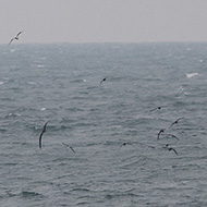 individui con berta maggiore, Sottomarina (VE), 10.11.2012