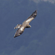 adulto, Lessinia (VR), 9.08.2019