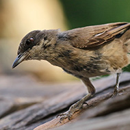 adulto col piumaggio abraso, luglio